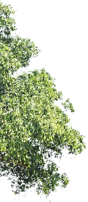 mob_sec2_trees